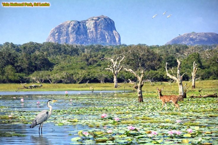 Scenic rural landscape with paddy fields