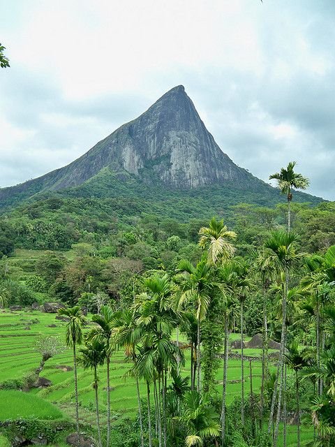 Nilgala Forest area