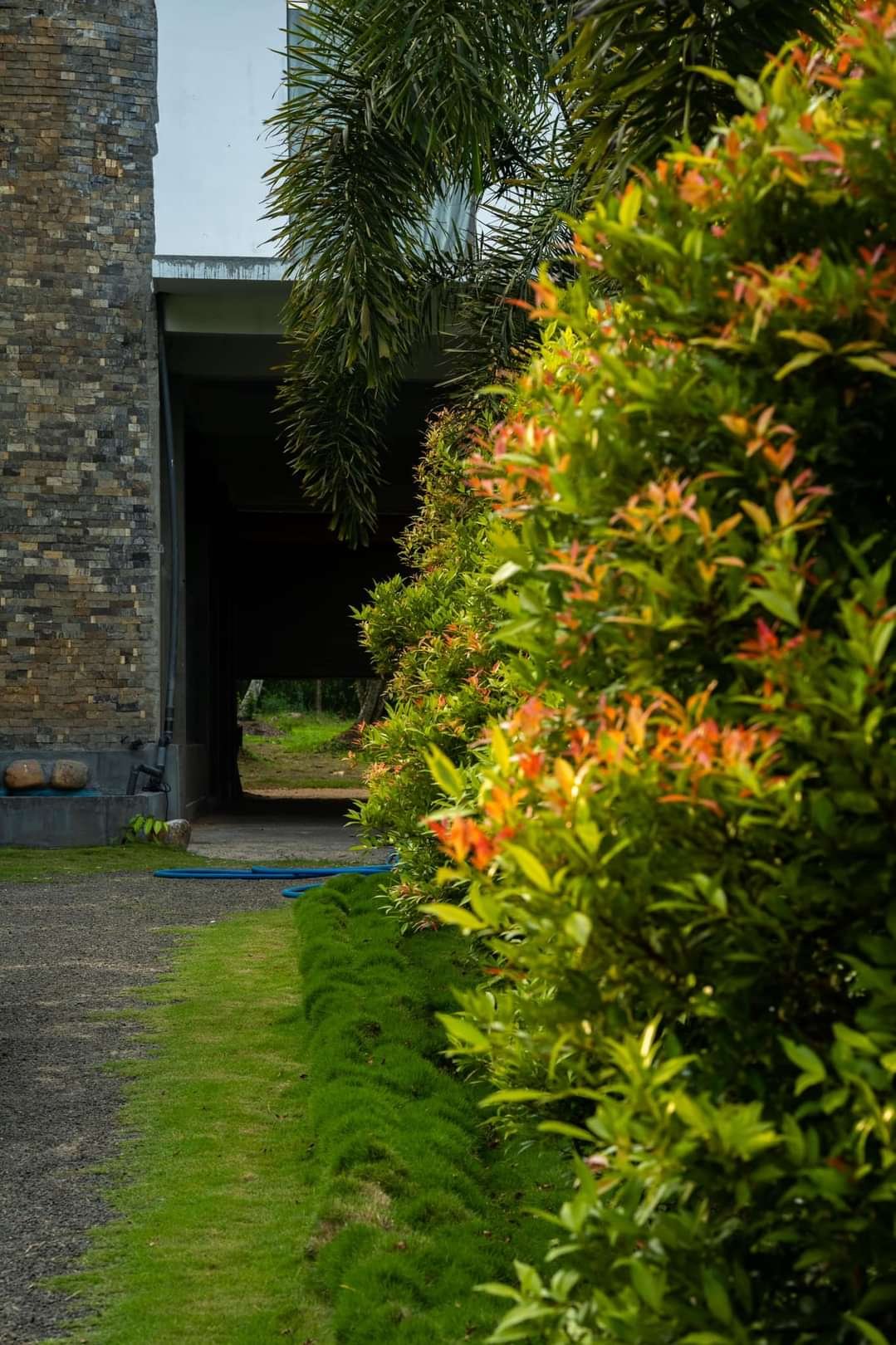 Tropical garden pathway with lush plants and warm sunlight