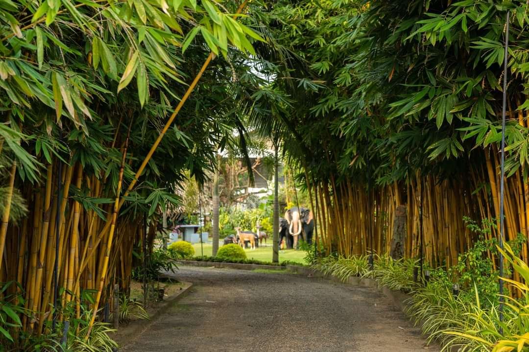 Hotel Canbo tropical garden grounds